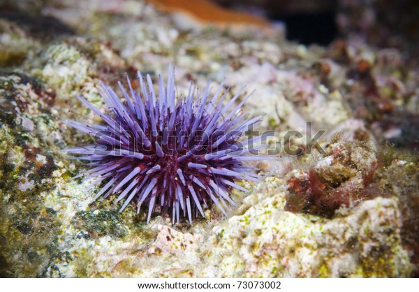Solo purple Sea Urchin on\
reef