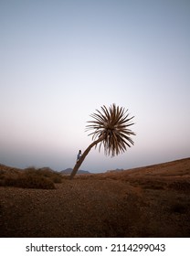 Solo Traveler Climbing On Palmtree In Fuerteventura During Sunset Blue Hour