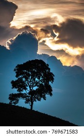 A Solo Tree