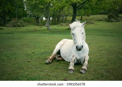 Solo white horse takes rest on grass 