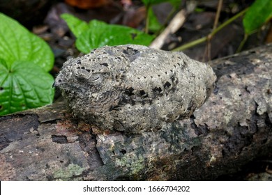 Solomone Islands – Young Nightjar At Tetepare Island In Perfect Mimicry