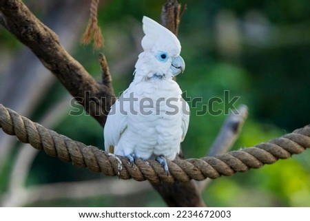 Solomons Cockatoo in in the Chandigarh bird park 