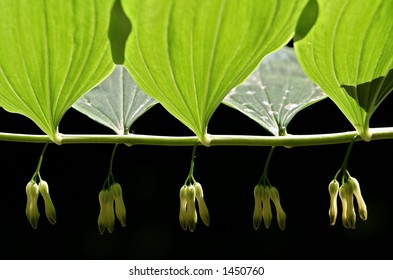 Solomon's seal