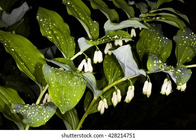  Solomon's seal