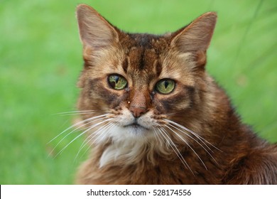 Somali Cat