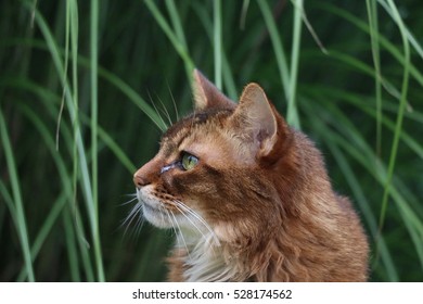 Somali Cat