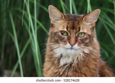 Somali Cat