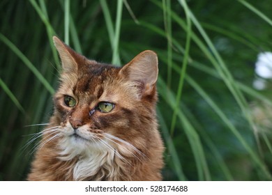 Somali Cat