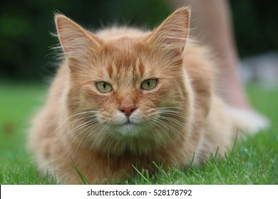 Somali Cat