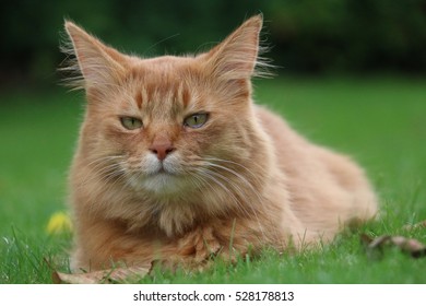 Somali Cat