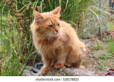 Somali Cat