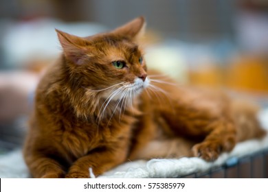 Somali Cat