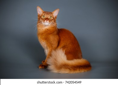 Somali Cat