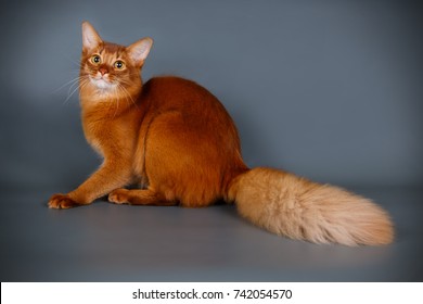 Somali Cat