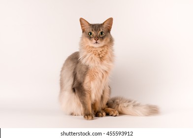 Somali Cat Blue Color