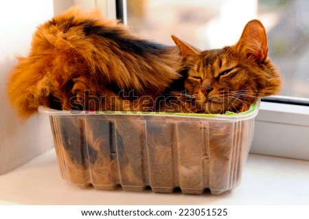 Somali cat lie inside transparent plastic box