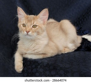 Somali Cat On Navy Background Stock Photo Shutterstock