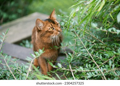 Somali Cat outdoor in the backyard - Shutterstock ID 2304257325