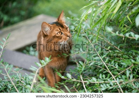Somali Cat outdoor in the backyard