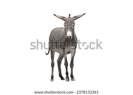 Somali donkey isolated on white background