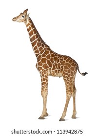 2,240 Giraffe cut out Images, Stock Photos & Vectors | Shutterstock