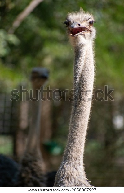 Somali\
ostrich also known as the blue-necked ostrich, is a large\
flightless bird native to the Horn of\
Africa