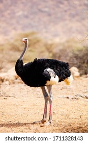 Somali ostrich one of Samburu special five in Kenya