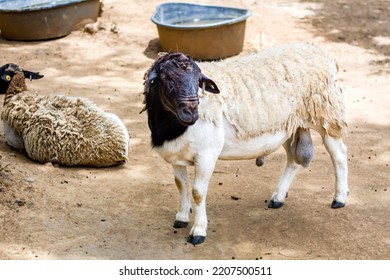 The Somali Sheep Breed - Ovis Aries