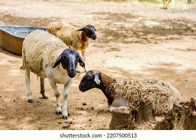 The Somali Sheep Breed - Ovis Aries