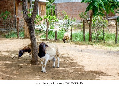 The Somali Sheep Breed - Ovis Aries