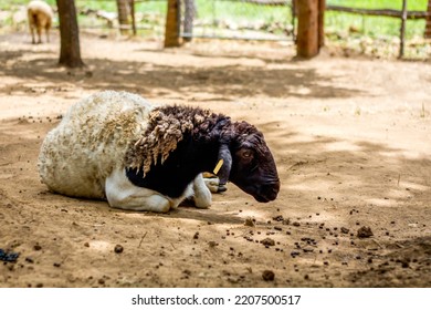 The Somali Sheep Breed - Ovis Aries