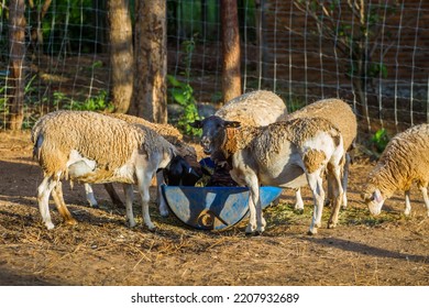 The Somali Sheep Breed - Ovis Aries