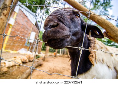 The Somali Sheep Breed - Ovis Aries