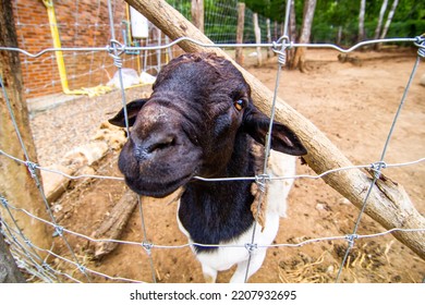 The Somali Sheep Breed - Ovis Aries