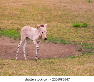 Somali wild ass foal, walking across a field of dried grass.