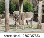 Somali Wild Ass St. Louis Zoo