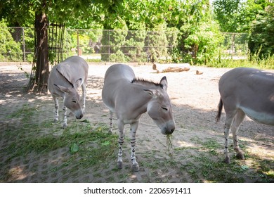 Somali wild asses in zoo on sunny day