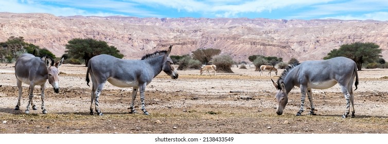Somali wild donkey (Equus africanus) in nature reserve of the Middle East. This species is extremely rare both in nature and in captivity