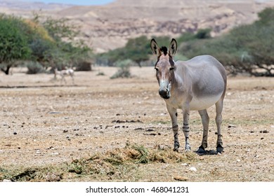 305 Somali Wild Donkey Images, Stock Photos & Vectors | Shutterstock