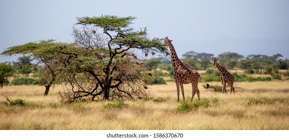 A Somalia Giraffes Eat The Leaves Of Acacia Trees