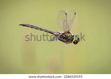 Somatochlora arctica, the northern emerald is a middle-sized species of dragonfly. Beautiful Northern emerald dragonfly