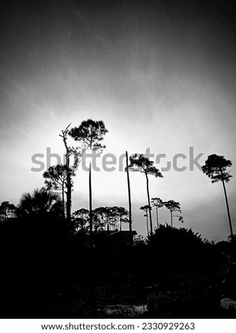 Somber cold of Florida Spring