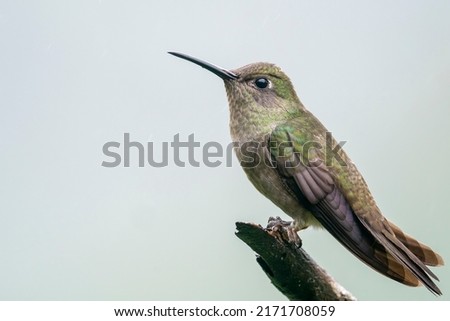 Sombre Hummingbird sits on a branch with a grey sky as background in Brazil