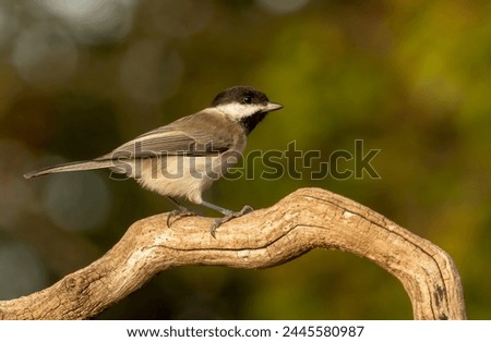 Sombre Tit (Parus lugubris) in to the forest