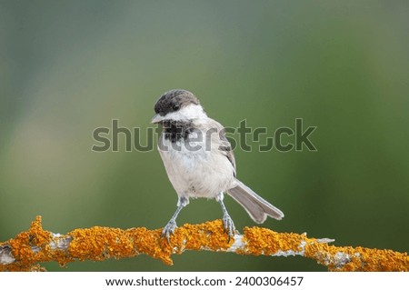 Sombre Tit (Poecile lugubris) on tree branch with yellow colour lichen. Blurred and natural background. Small, cute, songbird.