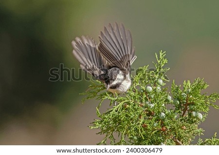 Sombre Tit (Poecile lugubris) on juniper branch. Blurred natural background. Small, cute, songbird. Open wings.