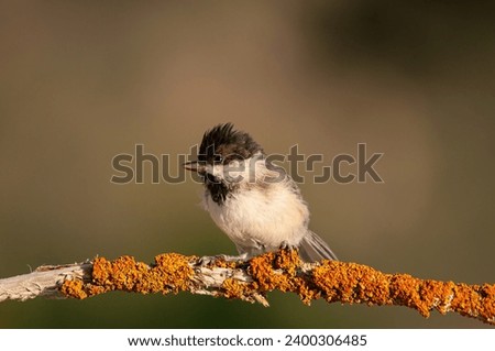 Sombre Tit (Poecile lugubris) on tree branch with yellow colour lichen. Blurred and natural background. Small, cute, songbird.