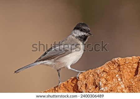 Sombre Tit (Poecile lugubris) on the rock. Blurred and natural background. Small, cute, songbird.