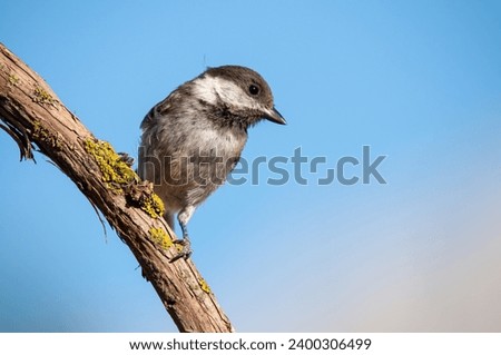 Sombre Tit (Poecile lugubris) on tree branch with yellow coloured lichen. Blue sky background. Small, cute, songbird.