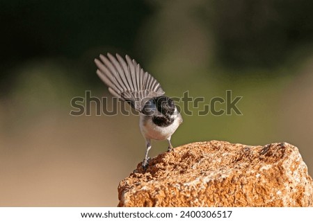 Sombre Tit (Poecile lugubris) on the rock. Blurred and natural background. Small, cute, songbird. Open wings.